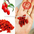 Bayas de Ningxia Goji Secado gou qi zi nutrición Fruto de níspero rojo Barbary wolfberry